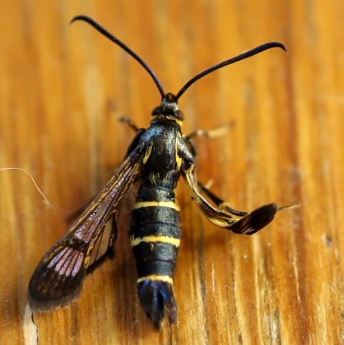 Réf. 304 161 : Synanthedon spuleri